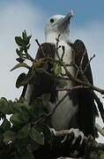 Magnificent Frigatebird