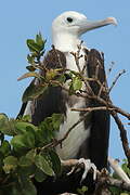 Magnificent Frigatebird