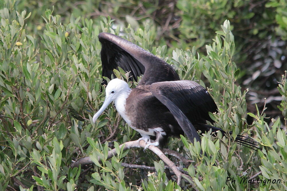 Magnificent Frigatebirdimmature, identification