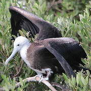 Magnificent Frigatebird