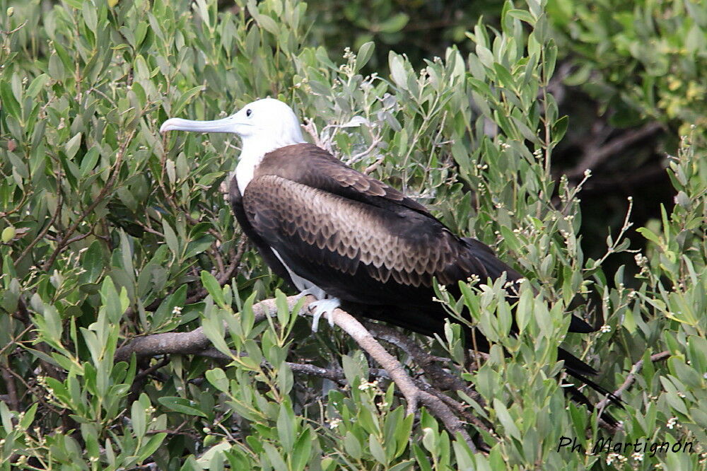 Magnificent Frigatebirdimmature, identification