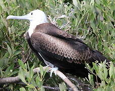 Magnificent Frigatebird