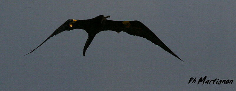 Magnificent Frigatebird male