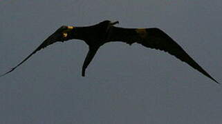 Magnificent Frigatebird