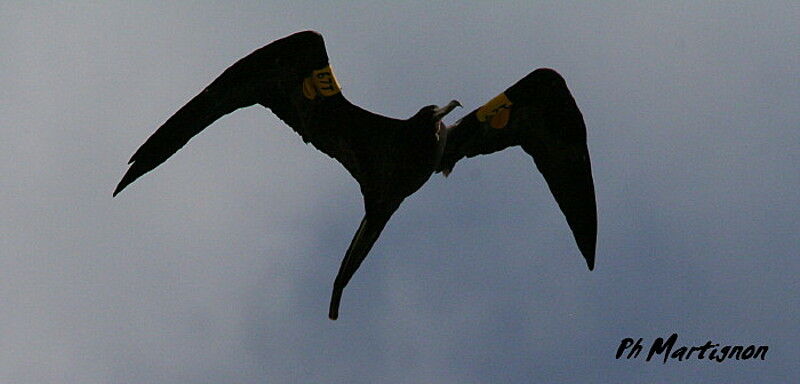 Magnificent Frigatebird male