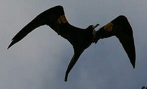 Magnificent Frigatebird