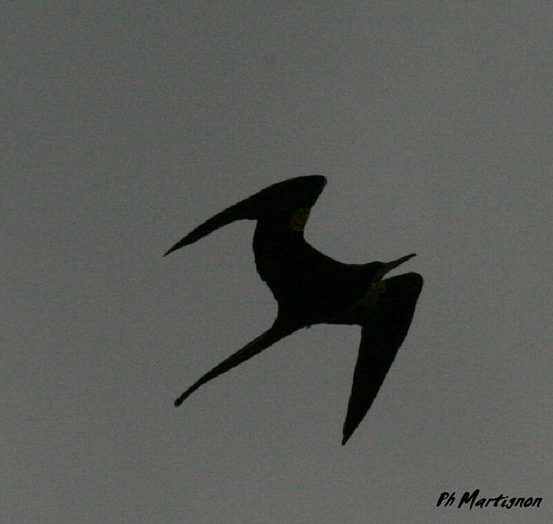 Magnificent Frigatebird male