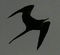 Magnificent Frigatebird