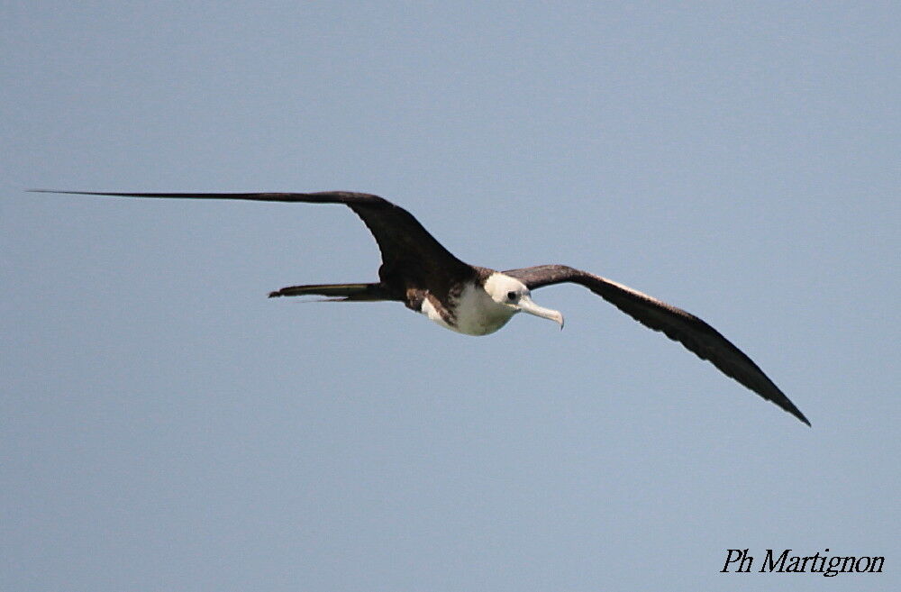 Magnificent Frigatebirdimmature, Flight