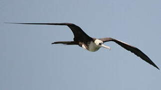 Magnificent Frigatebird