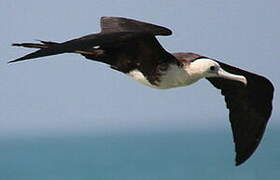 Magnificent Frigatebird