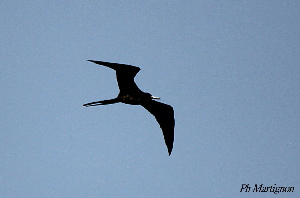 Magnificent Frigatebird male adult, Flight