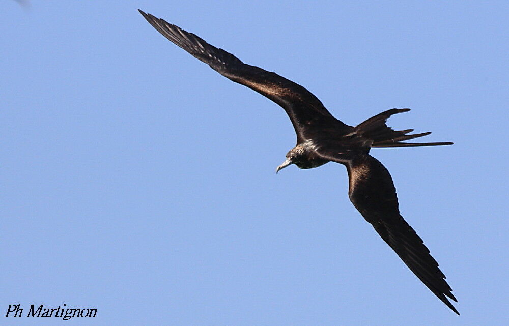 Magnificent Frigatebird male, Flight