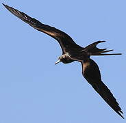 Magnificent Frigatebird