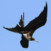 Magnificent Frigatebird