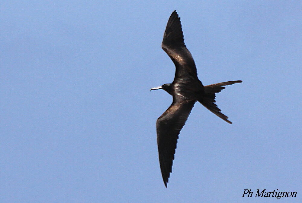 Magnificent Frigatebird male, Flight