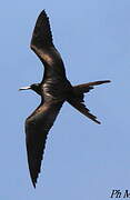 Magnificent Frigatebird