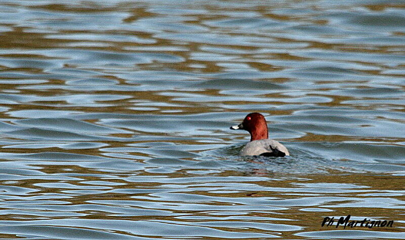 Common Pochard male adult breeding, identification