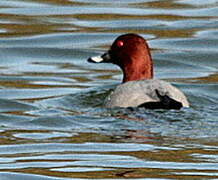 Common Pochard