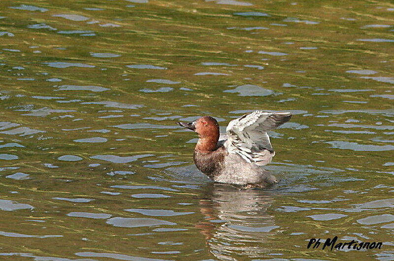 Common Pochard male