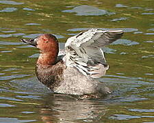 Common Pochard