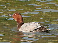 Common Pochard