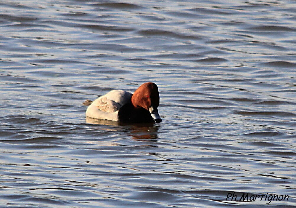 Common Pochard, identification