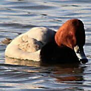 Common Pochard