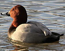 Common Pochard