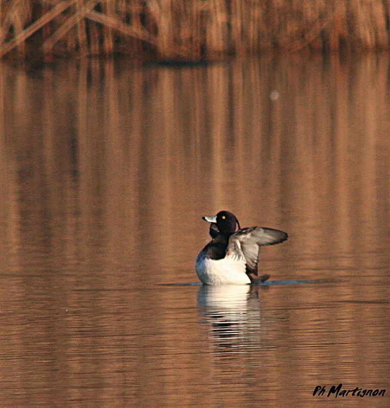 Tufted Duck male, identification