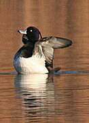 Tufted Duck