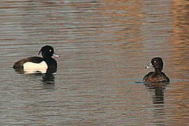 Tufted Duck