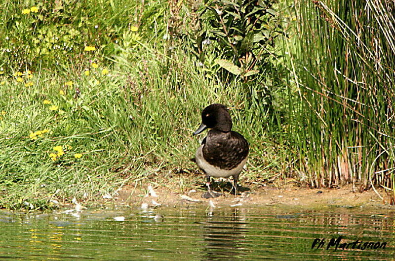 Tufted Duck