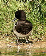 Tufted Duck