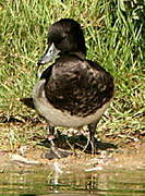 Tufted Duck