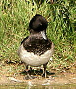 Tufted Duck