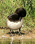 Tufted Duck