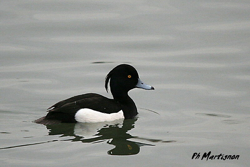 Tufted Duck male