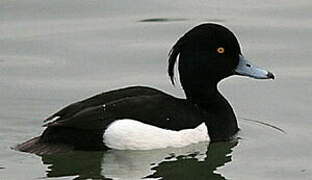 Tufted Duck