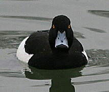 Tufted Duck