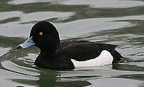 Tufted Duck