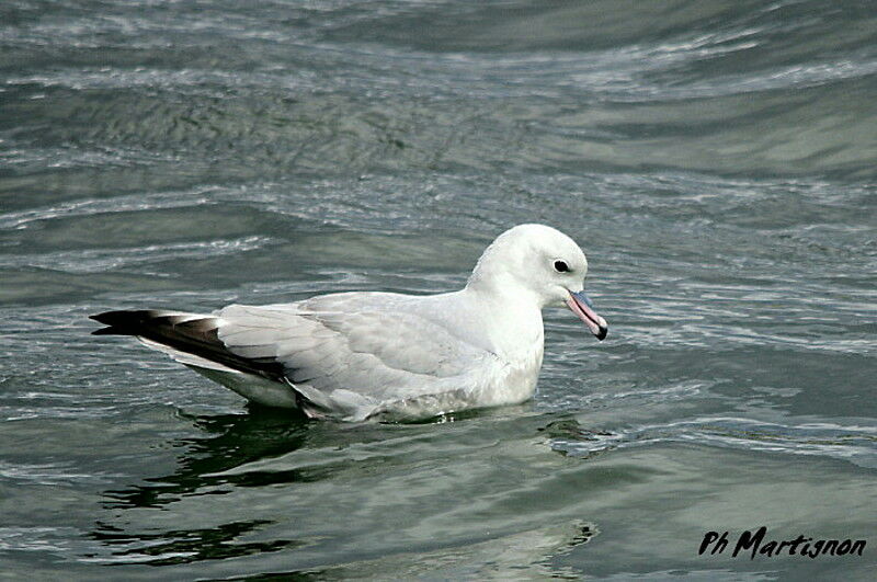 Fulmar argenté