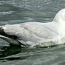 Fulmar argenté