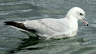 Fulmar argenté