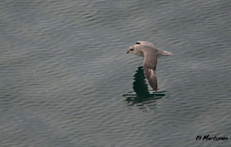 Fulmar boréal, Vol