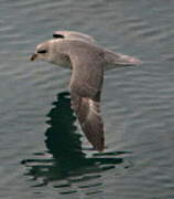 Fulmar boréal