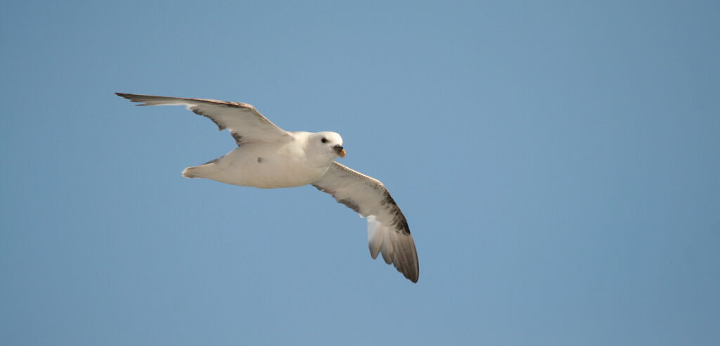 Fulmar boréal, Vol