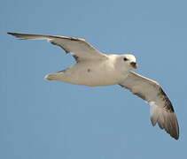 Northern Fulmar