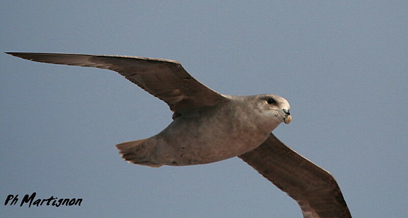 Fulmar boréal, identification