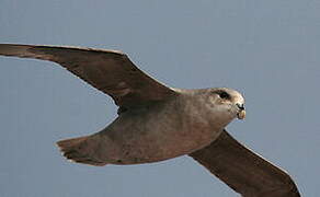 Northern Fulmar